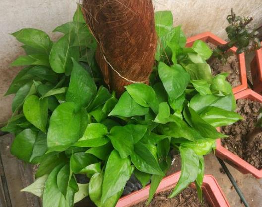 绿萝怎么可以快速长枝条,养绿萝只需加几粒它绿萝疯长