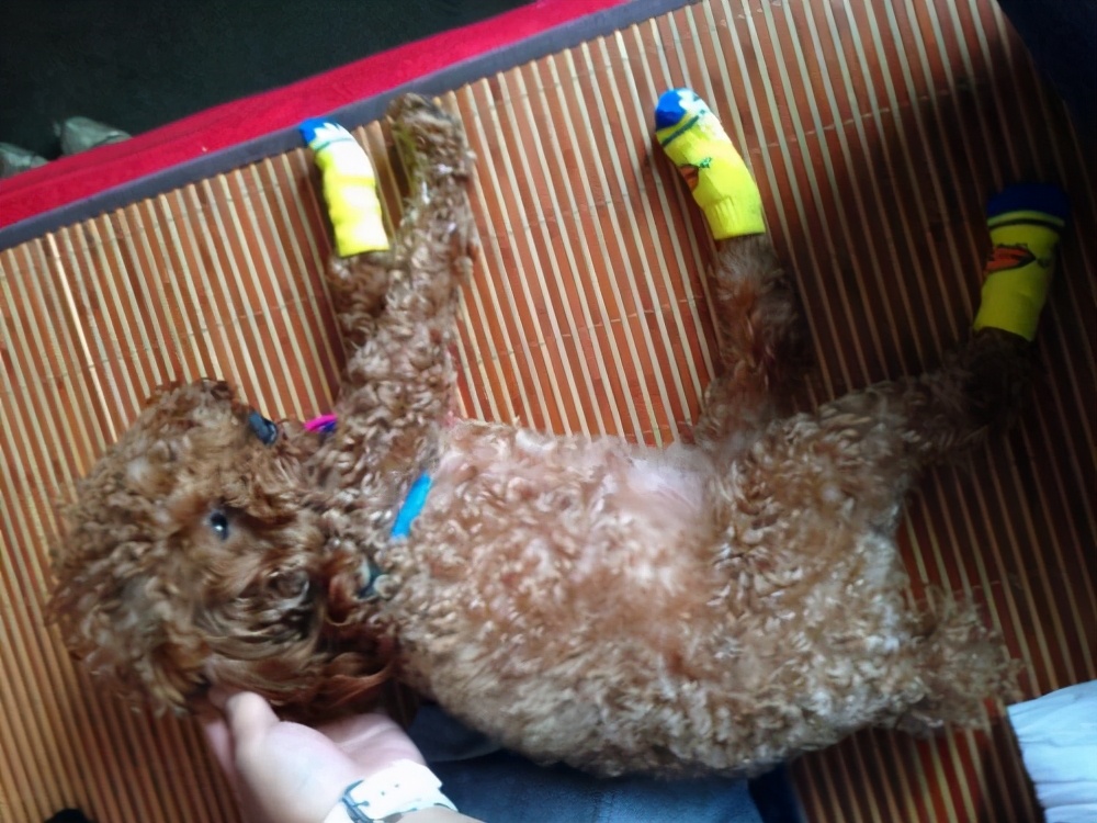 泰迪怀孕怎么照顾有助生产,泰迪怀孕前期有啥表现