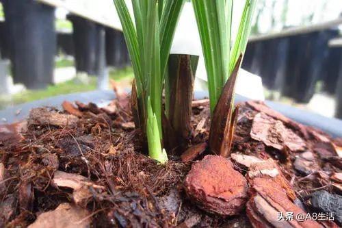 每日一兰花故事～中国兰花.惠兰名品.大一品