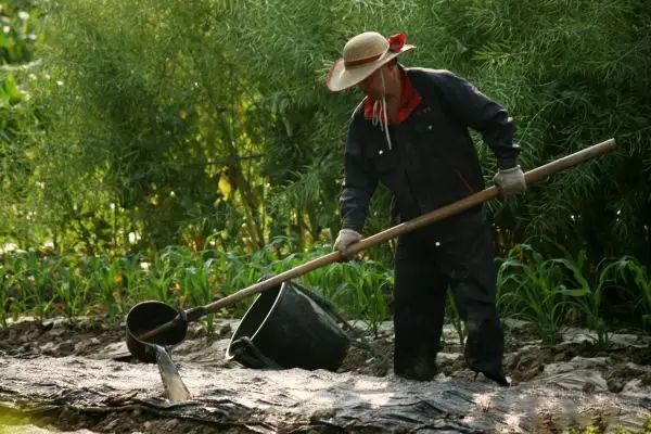 活了大半辈子，才知道粪肥这么用！
