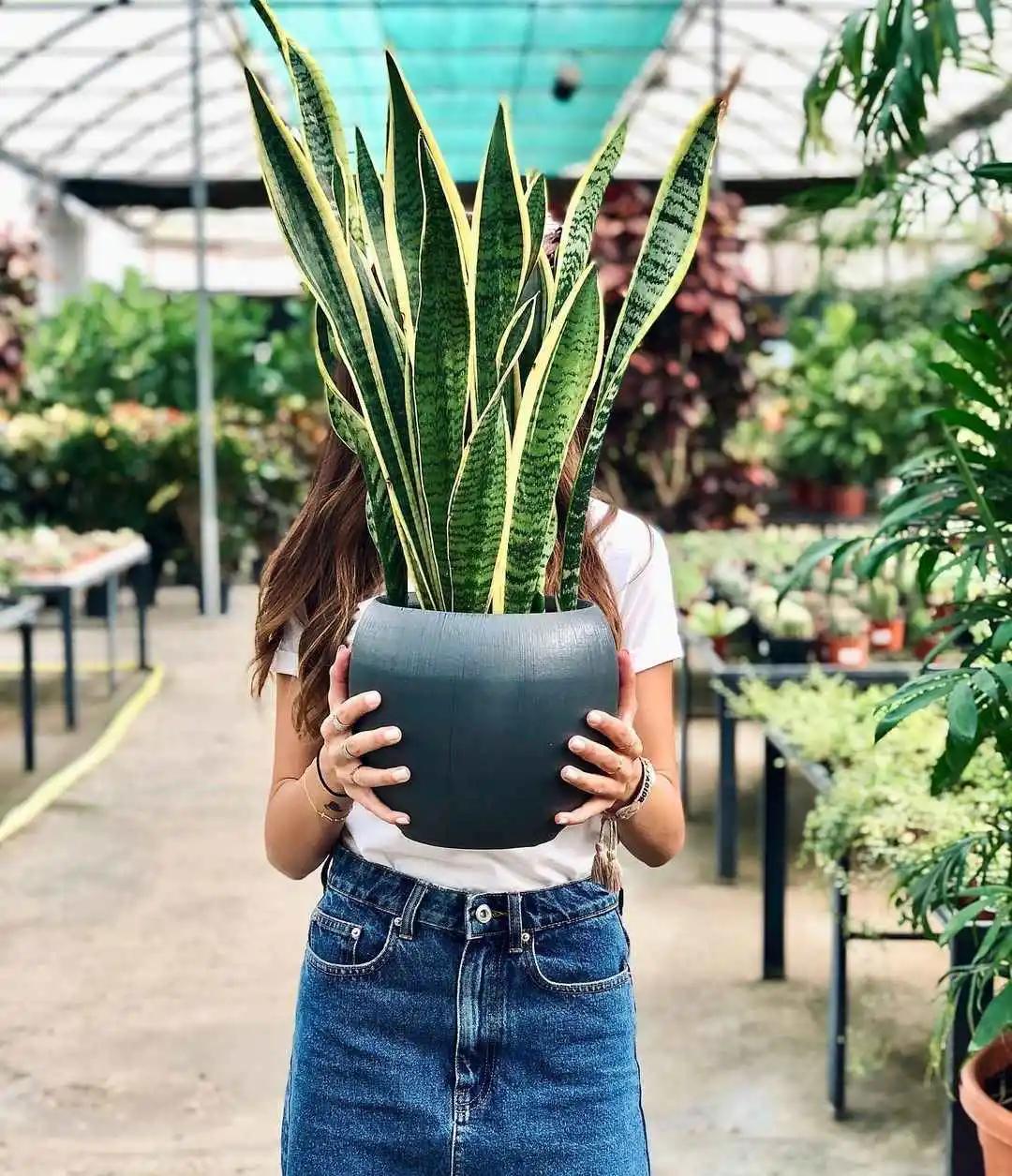 新房放一些植物可以去甲醛吗,新房甲醛克星植物