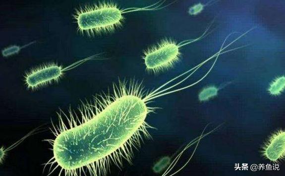 鱼缸水质不好怎么处理,鱼缸水质不好怎么净化