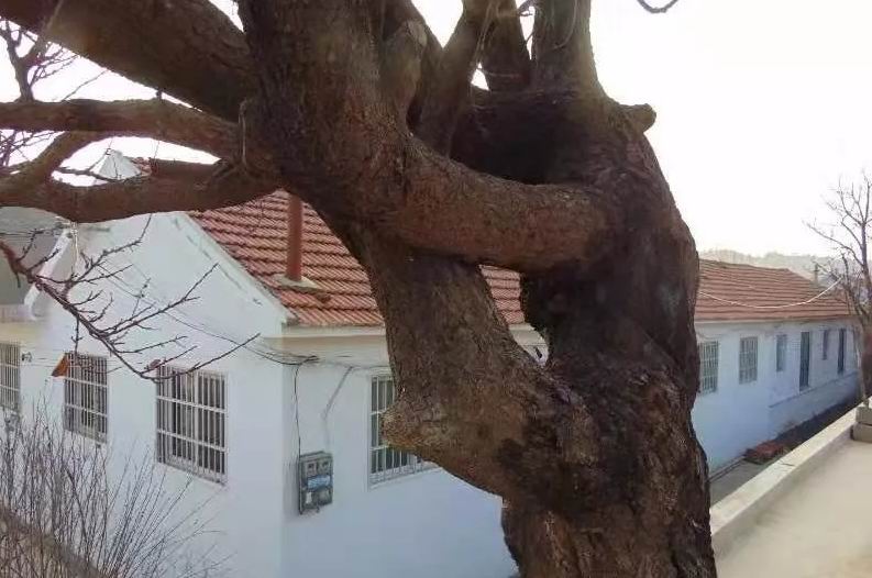 「社会扫描·村庄」莱阳榛子沟村探宝树