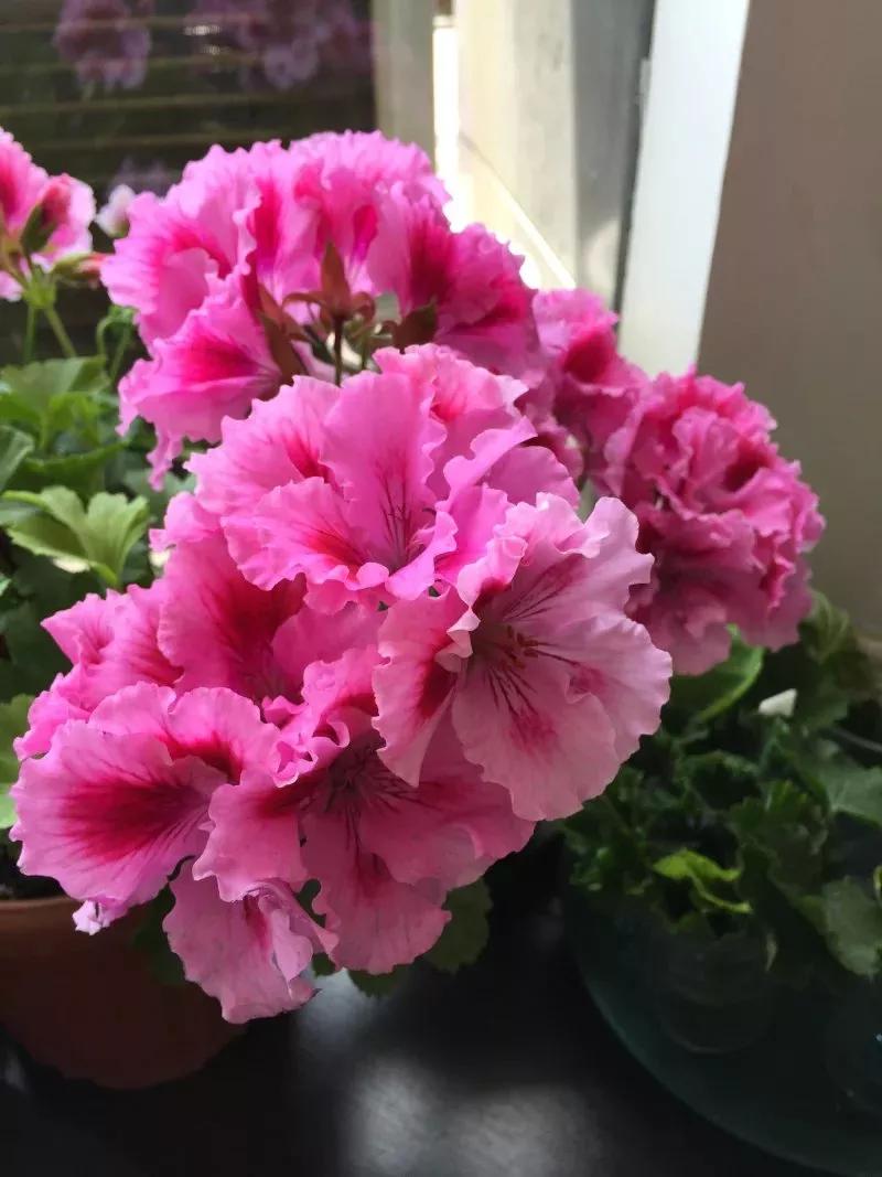 10种天竺葵,天竺葵100种图片大全