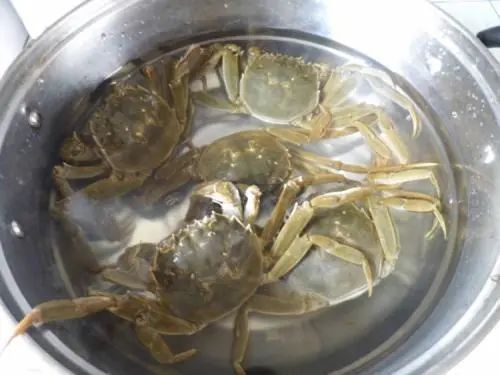 蒸螃蟹为什么蟹脚老是掉下来,大闸蟹怎么蒸蟹脚不会掉
