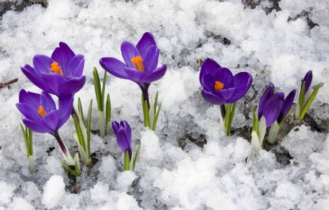 世界十大漂亮名贵花卉,植物研究世界名贵花卉