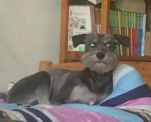 哈士奇和泰迪生的像雪纳瑞,泰迪和雪纳瑞串串小狗