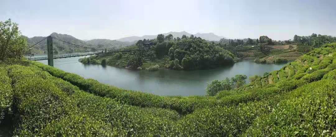 安徽名茶多少钱一斤六安瓜片,六安瓜片属于安徽名茶吗