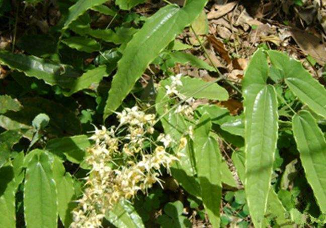 山上淫羊藿植物鉴别,山上的淫羊藿