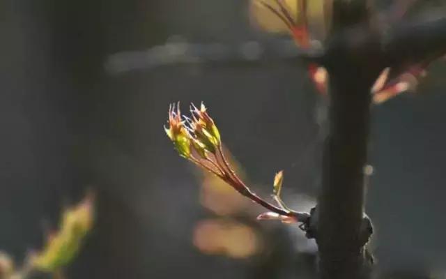 造型极美的盆景一起来欣赏,一组风吹出来的盆景欣赏动感十足