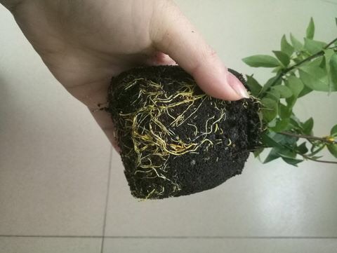 养茉莉花浇水施肥技巧,养茉莉花技巧室内