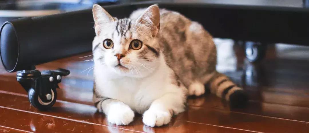 养狗预防老年抑郁症,养狗治抑郁症最好的药方