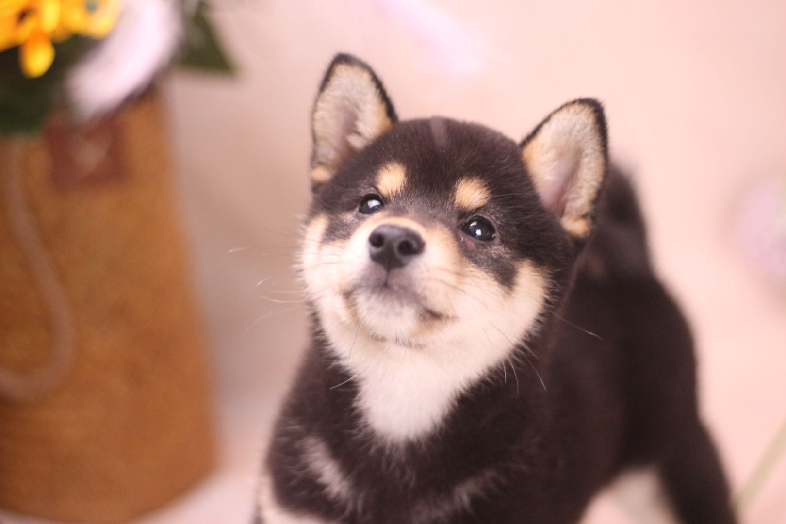 柴犬幼犬怎么分真柴犬还是土狗,柴犬赤柴幼犬如何挑选