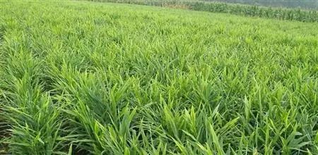 种姜怎么种产量更高,春耕进行时农村种姜