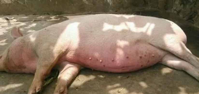 猪中暑和猪脑膜炎怎么区分？猪中暑后需要哪些紧急措施治疗？