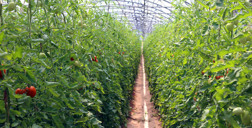 番茄苗期老叶发黄怎么回事,番茄生长点叶片枯黄了怎么办