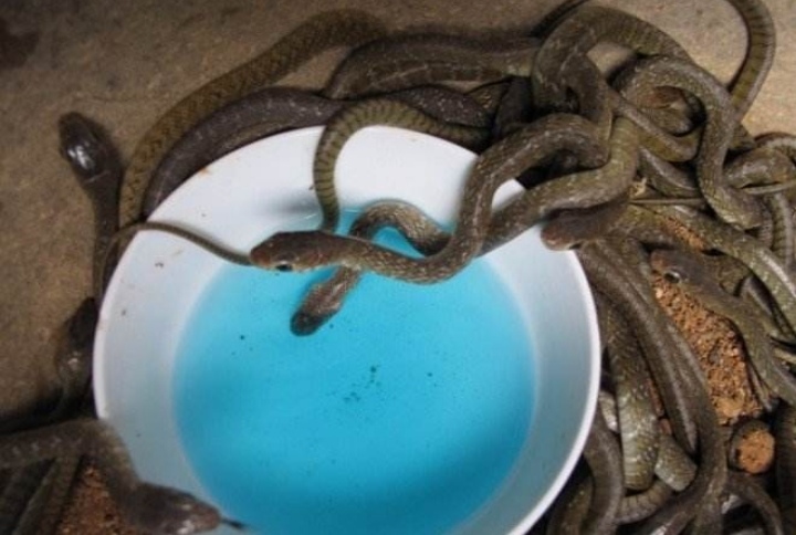 从孵化开始养蛇,幼蛇从母体出生