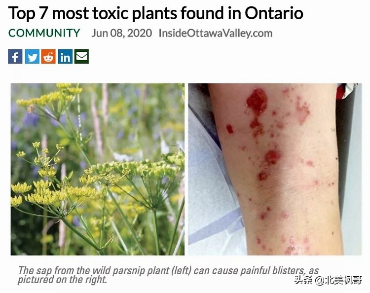 加拿大最危险五大动物,全球十大危险有毒动物