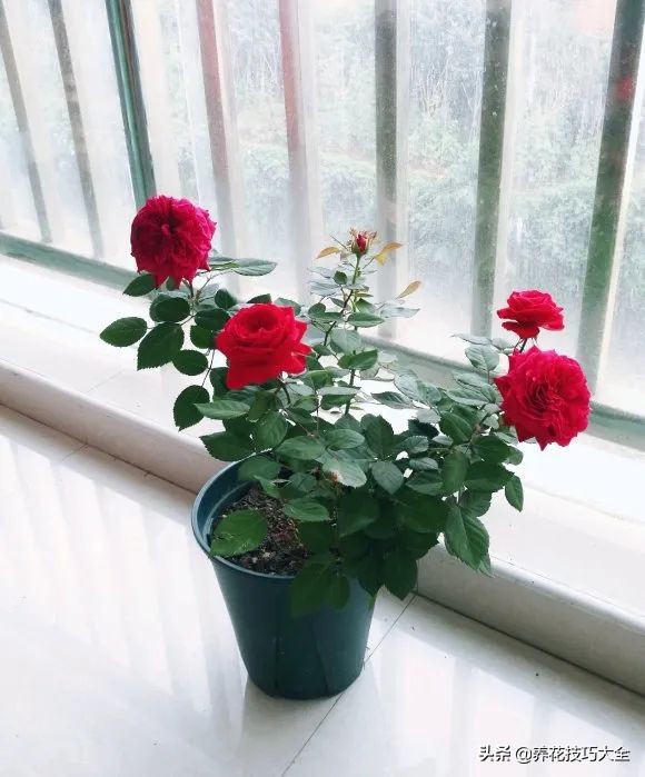 四季开花的月季又香又好养有几种,最漂亮10种盆栽月季