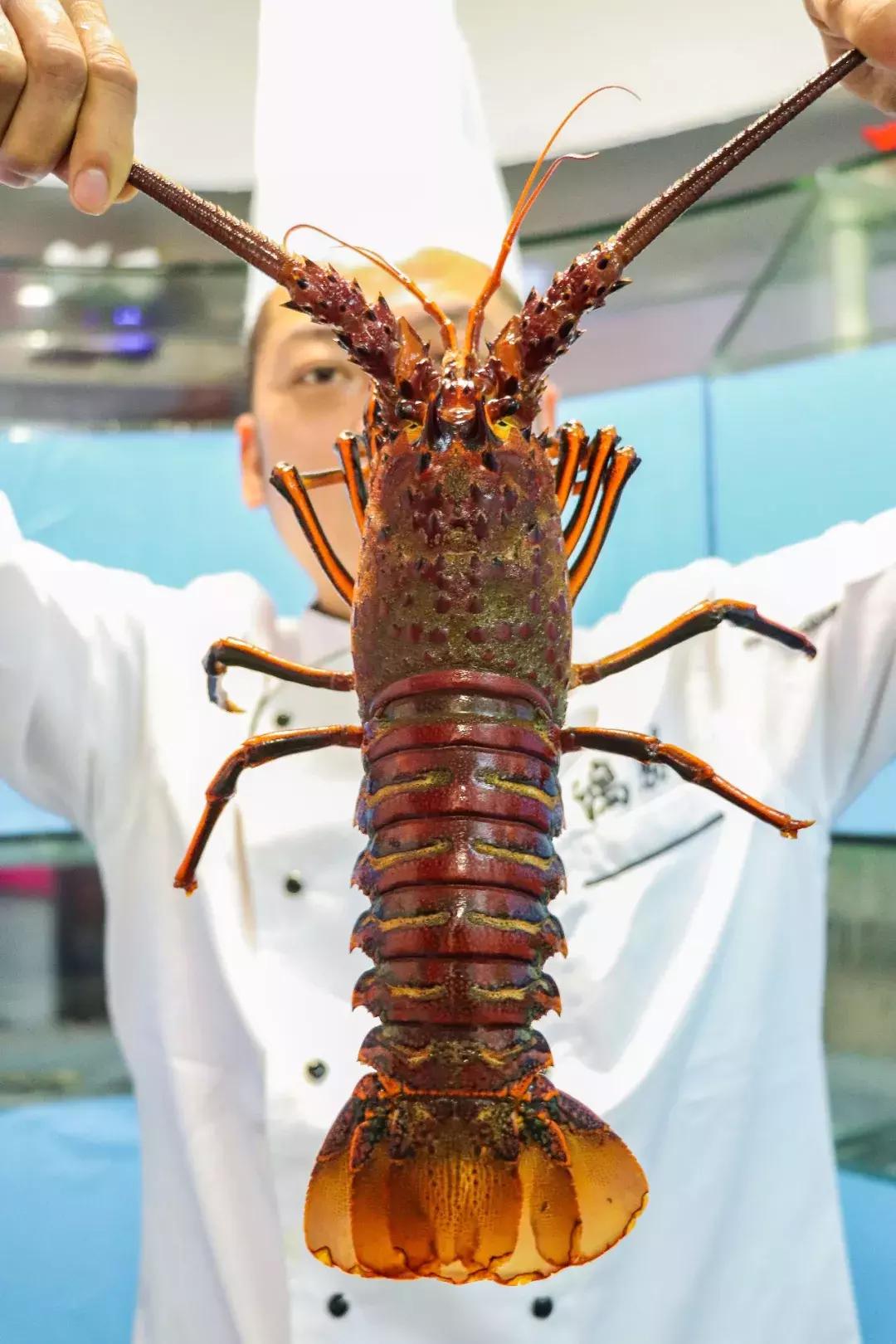 港式花胶鸡火锅暖心又暖胃,香港花胶鸡火锅哪家好吃
