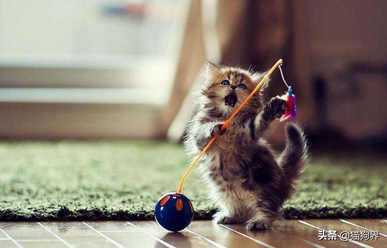 猫咪生病期间怎么护理比较好呢,猫咪生病后怎么护理