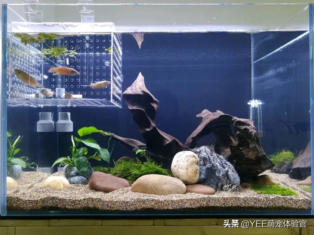 快速增加硝化细菌的办法,硝化细菌最简单的方法