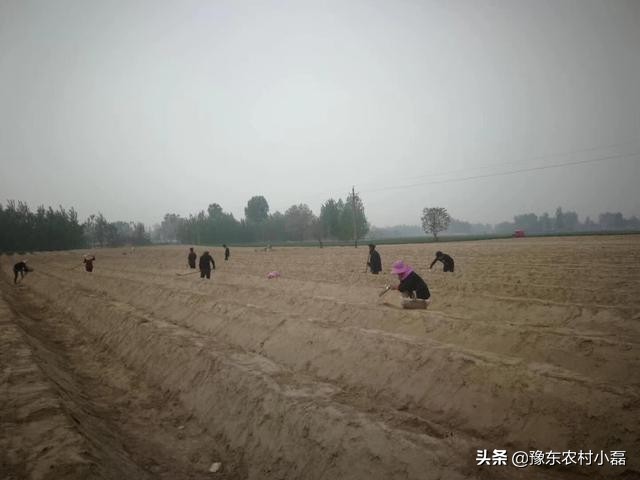 家乡开始大力推广被誉为蔬菜之王的白芦笋