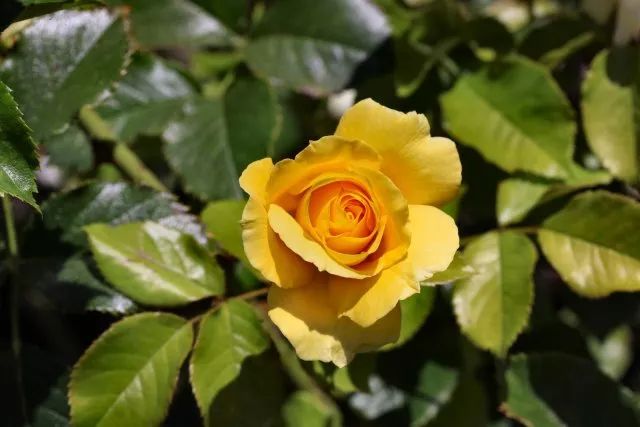 干货分享种植小技巧,混合花境设计与种植建议