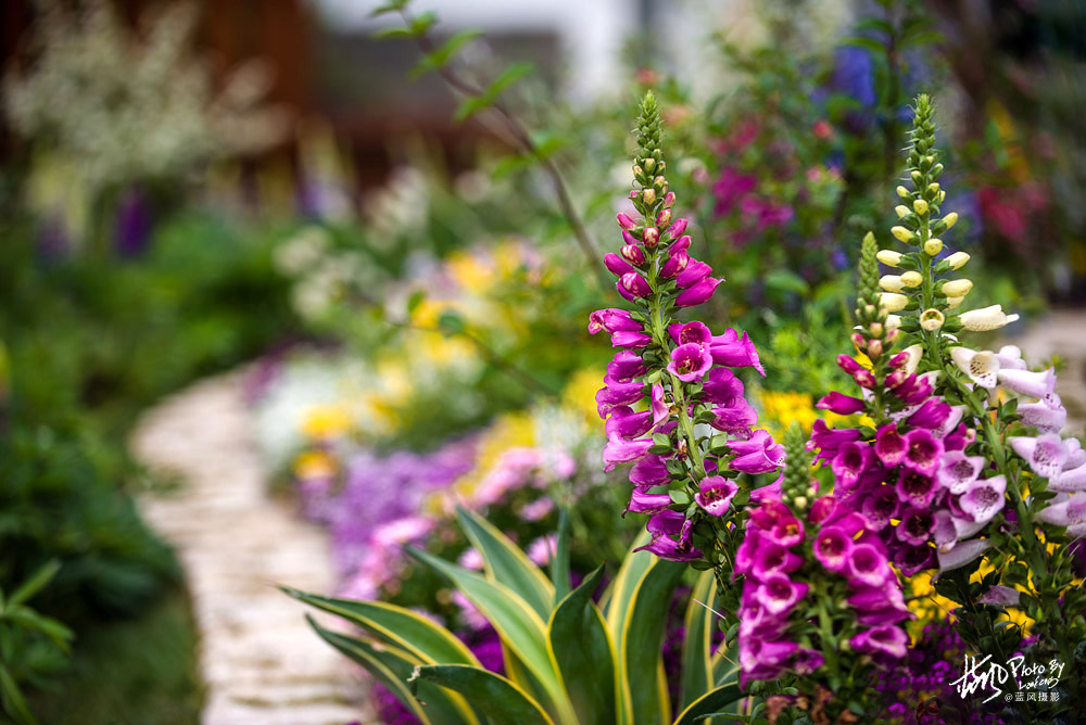 上海国际花展一览表,上海国际花展一览