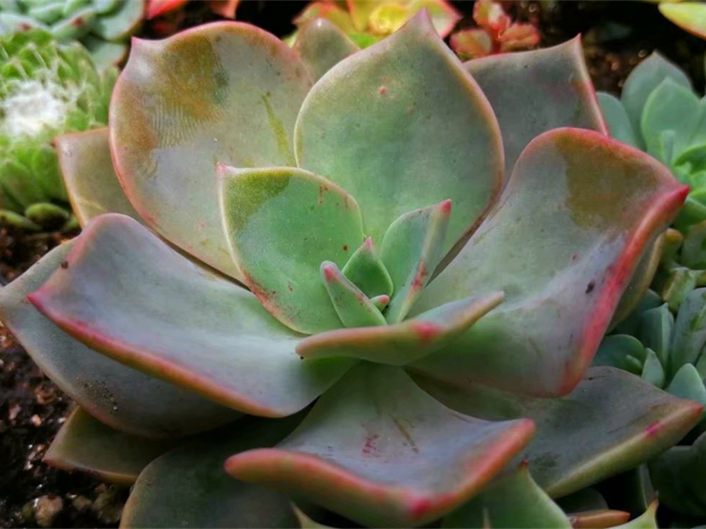 它们的名字都叫初恋,究竟谁真谁假?应该只是不同的肉肉重名了