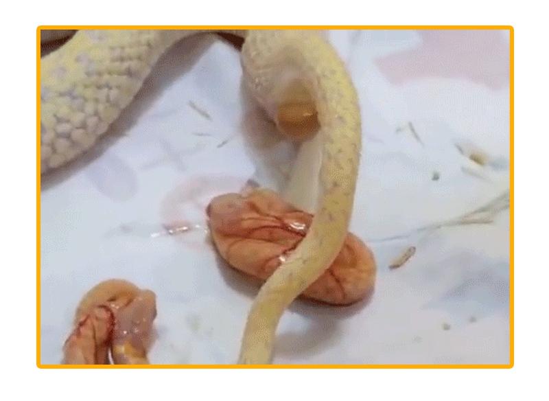 动物世界生蛋的过程,动物世界奇特的分娩方式