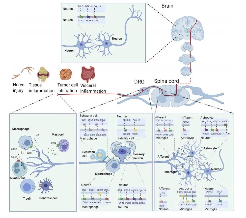 伏隔核趋化因子调控神经病理性疼痛