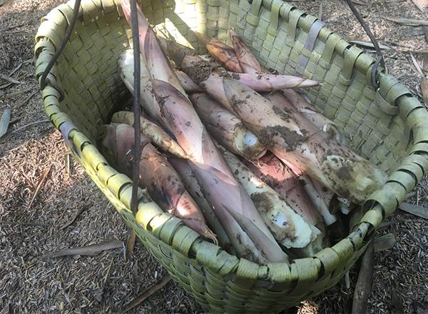天目山雷笋与溪口雷笋,宁波奉化溪口雷笋