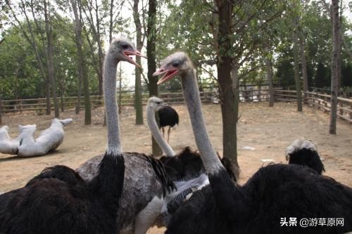 辽宁动物园野生动物,辽宁省动物园