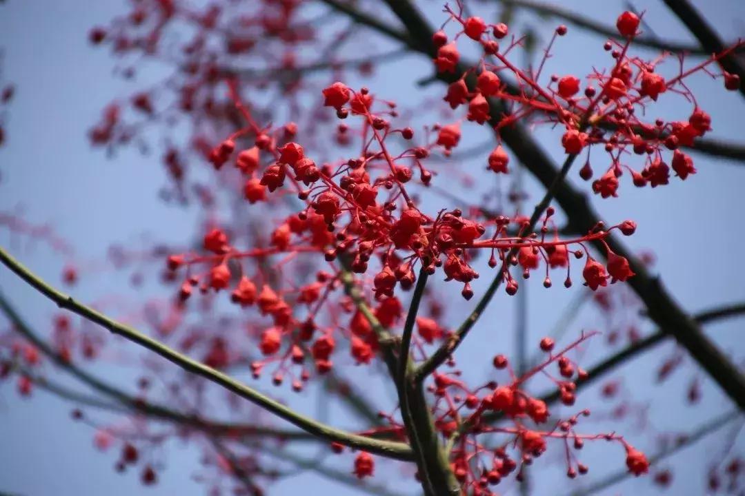 凉山最漂亮的花海,西昌赏花攻略