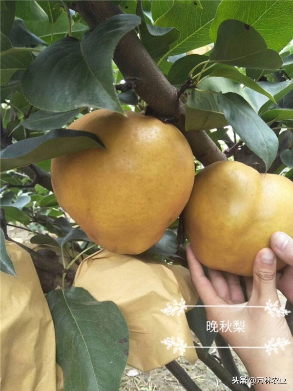 梨树的优良品种有哪些,目前梨树品种最甜的品种