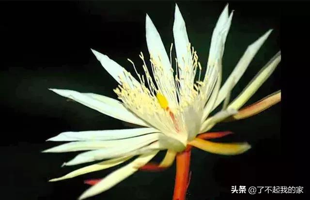 贵！贵！贵！贵！就算你一辈子不吃不喝也买不起！