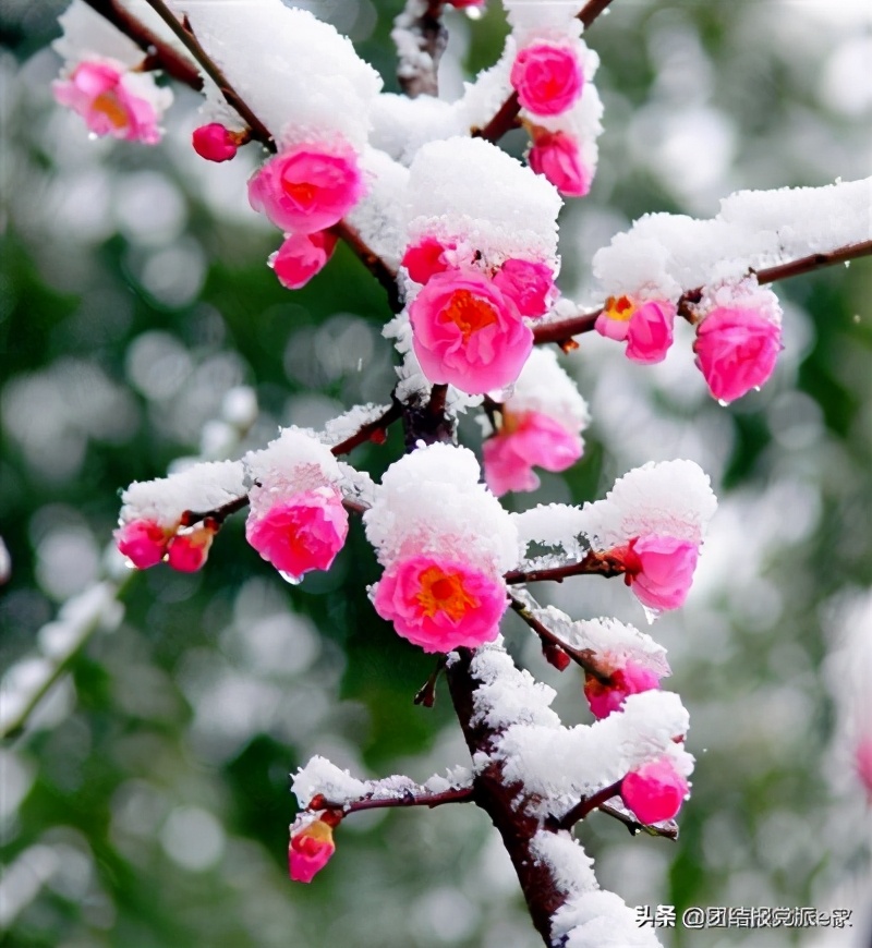 腊梅和红梅有什么区别吗,红梅和腊梅有什么区别