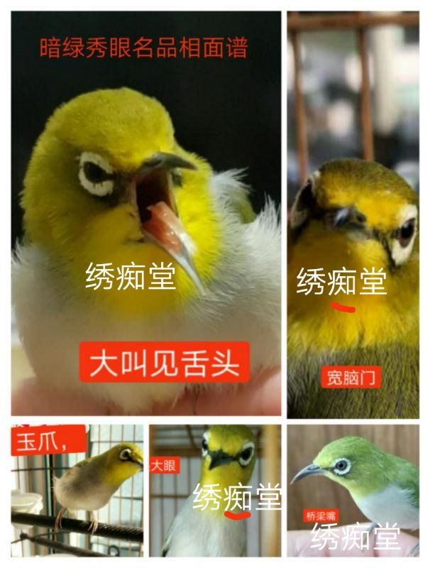 绣眼鸟跳丝怎么办,绣眼鸟跳杆