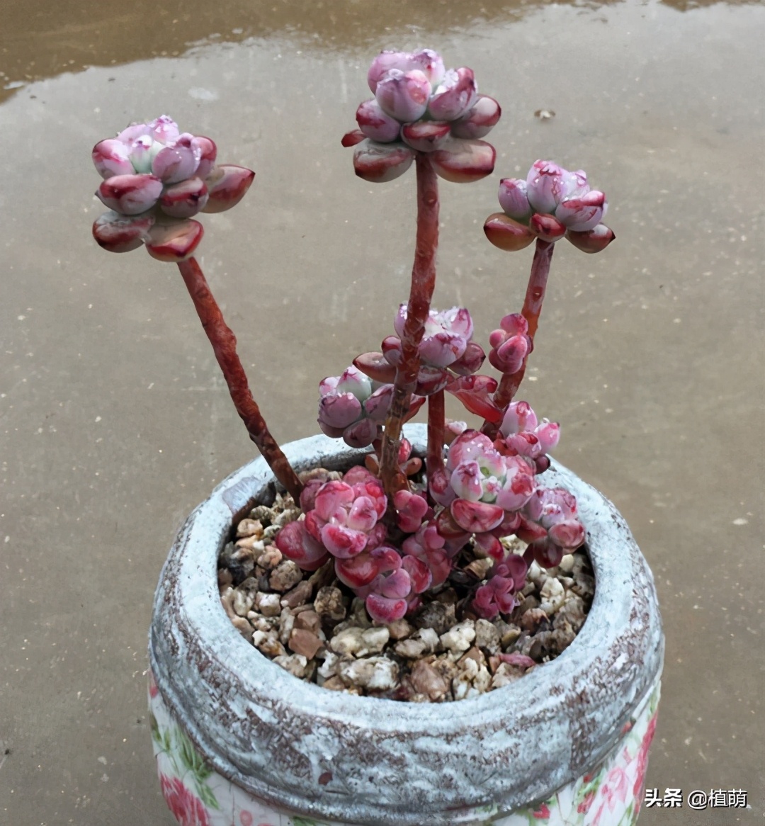 “徒神”多肉汤姆漫画，也有逆袭的一天