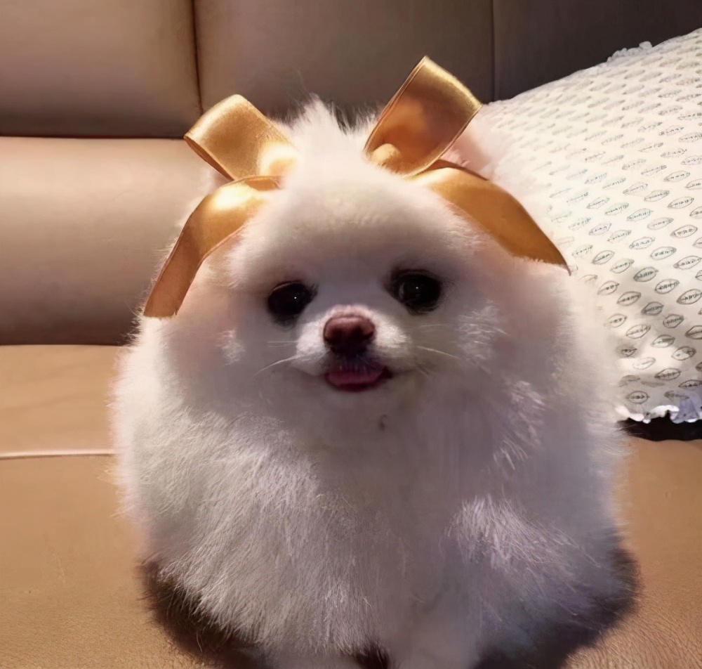 为什么这些狗狗价格这么高,比较贵的宠物狗有哪几种