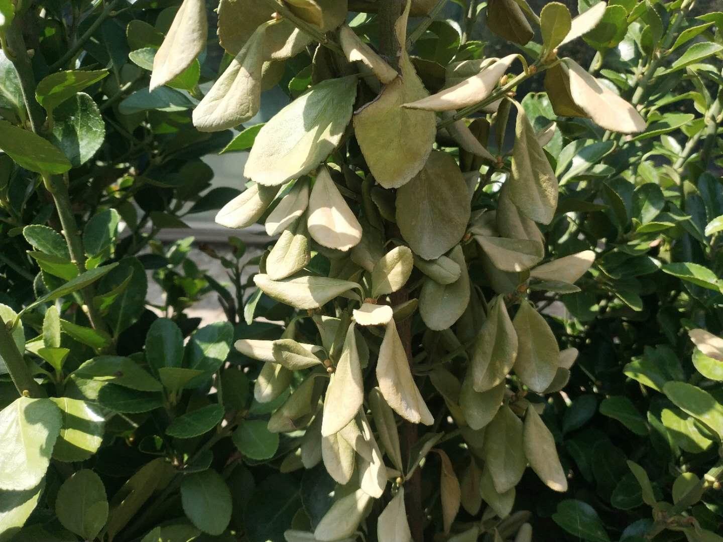 大叶黄杨冬季黄叶是什么原因,大叶黄杨叶片发黄掉叶是什么原因