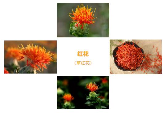 植物精华藏红花,藏红花的别名又叫什么花
