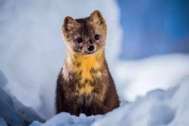 长白山龙合源特产严选,长白山特产前十名排行