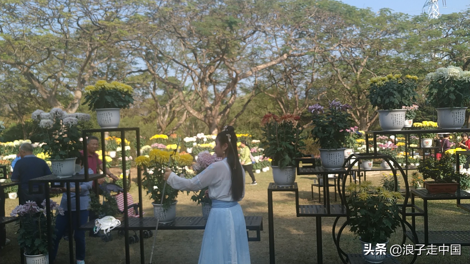 深圳的东湖公园的菊花展漂亮极了,深圳东湖公园赏菊花展