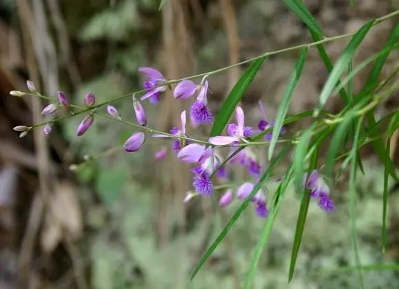 带你们认识这些野生草药,农村随处可见的几种野生中草药