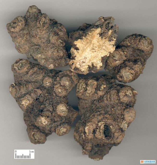 川芎的古今妙用,中药川芎的现代临床应用