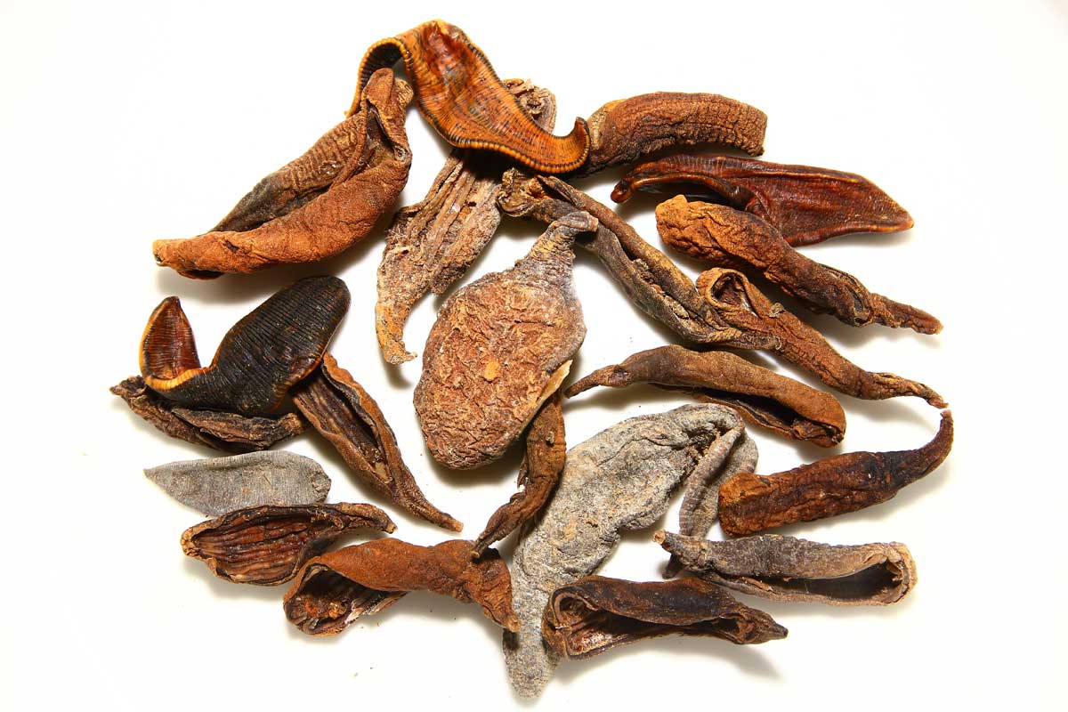 不小心把蚂蝗吞进肚子里会死吗,误吃蚂蟥在身体里能活吗