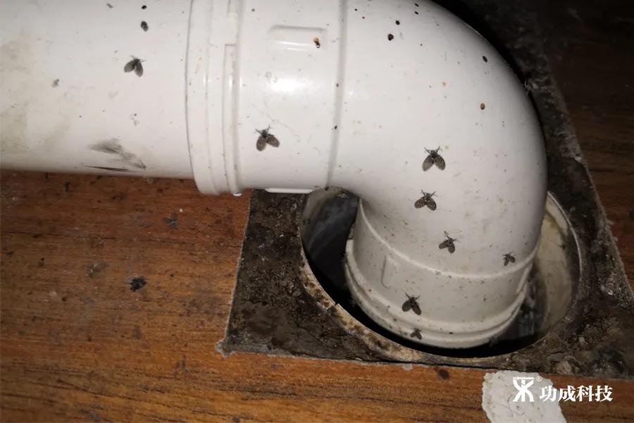 卫生间小虫子蛾蠓怎么来的,卫生间有小虫蛾蚋怎么治