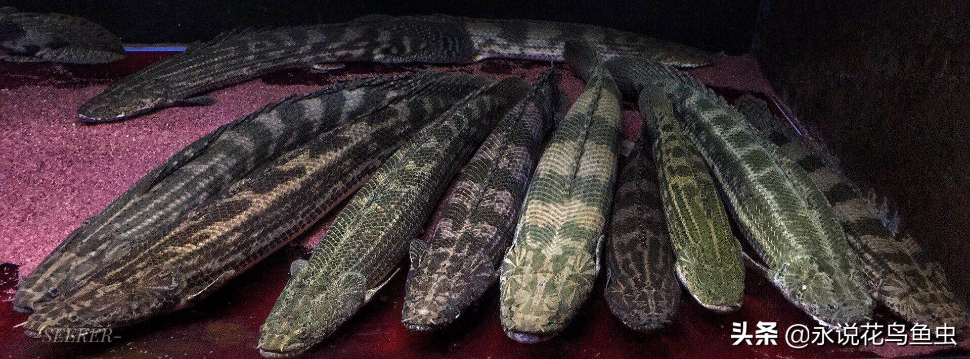 冷门大型恐龙鱼养殖方法,热带鱼淡水鱼养殖方法